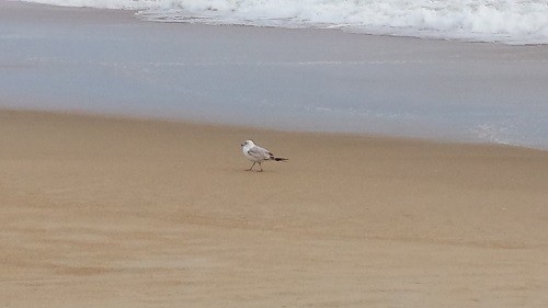 Right Sidebar Image Caption