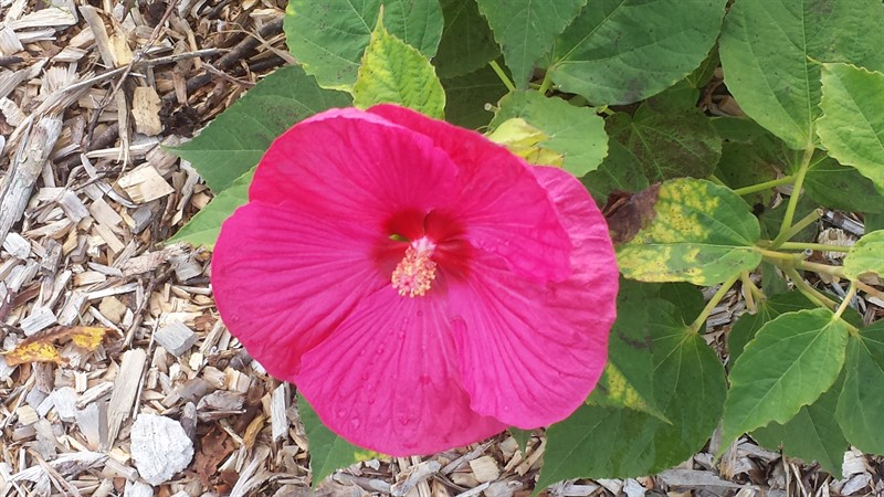 Left Sidebar Caption