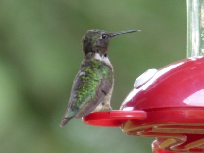 Right Sidebar Image Caption